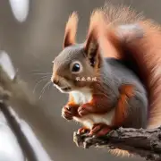 为什么中国的北方短尾林狐Red Squirrel的貂皮生皮价格相对较低?