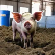 如何进行猪粪发酵技术?