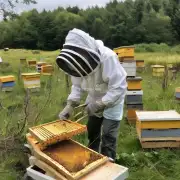 为什么在东北地区养蜂比其他地方更加容易成功?