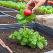 对于土壤中的肥料如何合理施用以促进果实的成长呢?