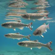 澳大利亚雪鱼属于什么类别的水生生物?
