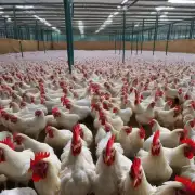 如何确保山鸡养殖场中的健康状态并预防疾病传播?