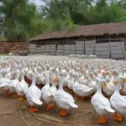 你认为哪个国家或地区的白鸭子养殖设备质量最好?