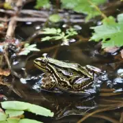 想要了解如何为林蛙选择合适的饲养环境包括水质温度等因素?