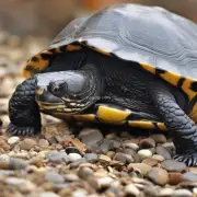 黑颈乌龟苗的生长速度如何大概需要多长时间才能长成完全长大成人的体型呢?