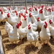 在山鸡养殖产业上有哪些常见的管理策略?