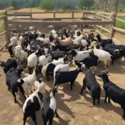 如果你有一块足够大的地方来喂养10只山羊你将需要多少平方英尺呢?