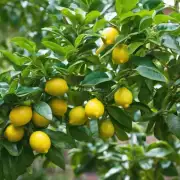如何为柠檬树提供良通风环境?