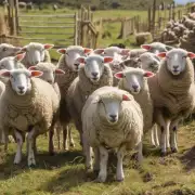 我想了解一下关于养羊的政策和法规方面的内容商城县养羊业是当地的优势产业之一该县养羊行业的整体发展情况如何?