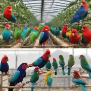 七彩文鸟养殖场如何保证饲养环境的质量?