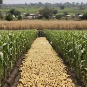 近年来灵寿市周边地区哪些省份的玉米产量增加导致当地市场竞争加剧?