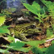 林蛙在人工环境中的生活史周期是怎样的?