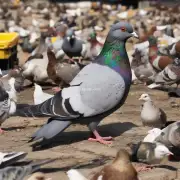 什么是大棚饲养以及其对鸽子的影响是什么?