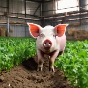 如何使用有机肥料来改善土壤营养水平并确保猪群健康成长?