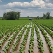 在大棚豆角种植中如何保证土壤水分供应充足?