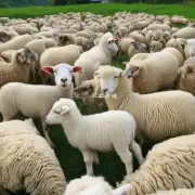 在中国南方地区为什么选择在湖南省内养羊比较有优势?
