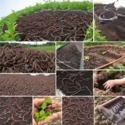 什么是水蚯蚓养殖技术视频的详细介绍和相关内容?