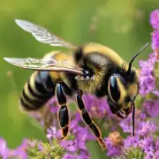 与自然界中的蜜蜂相比人工饲养蜜蜂有哪些区别吗?