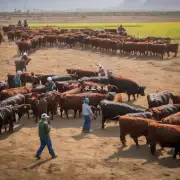 你认为宁夏的肉牛生产者应该如何利用市场机会来提高他们的收入?
