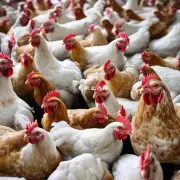 添加一些益生菌可以帮助提高鸡儿的消化能力吗?