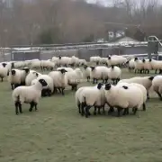 在寒冷天气里养羊还需要注意哪些特殊问题?