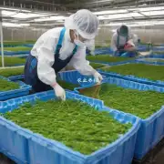 能否请您介绍一下日本在虾育苗方面的一些创新技术手段?