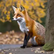 如果不使用专业的狐狸饲料将如何喂养狐狸?