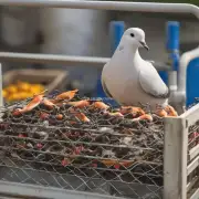 清热解毒类中药对鸽子的饲养有什么作用?