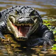 如果鳄龟在你的附近水域进食了某些植物你应该为它们提供食物吗?