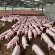 如何控制饲料成本提高养猪效益?
