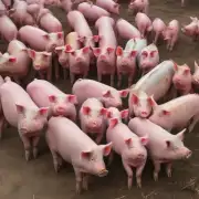 生猪种群的选择标准有哪些?