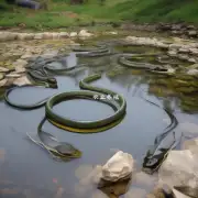 如何合理设置水流模式让池塘中的鳗鱼自由游泳嬉戏玩耍?