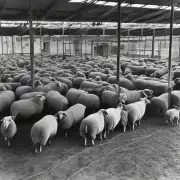 提出一个问题在农业领域中养羊与工业化畜牧业有哪些不同?