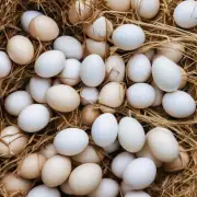 辛集鸡蛋的市场分布情况如何?