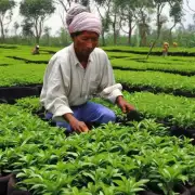 众所周知茶花扦插水培技术是目前世界上最先进的园艺种植方法之一它不仅可以大幅提高栽培效率和品质还可以帮助农民减轻工作负担增加收入为什么?