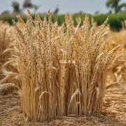 为什么需要减少玉米小麦和高粱等谷物的添加量并增加秸秆的比例?