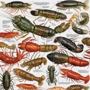 您是否了解一些关于龙虾生长周期的细节信息?