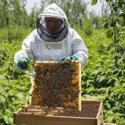 为什么东北黑蜂养殖技术可以在农村地区广泛应用而城市居民却很难接触到这种养蜂方法?