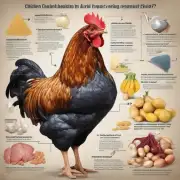 小鸡饲养过程中如何选择适合的食物来源来补充所需氨基酸和其他营养物质呢?