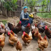 如何给河田鸡提供良营养平衡饮食?