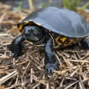 黑颈乌龟苗在饲养中需要注意哪些事项?