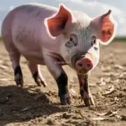 为什么养育猪需要注意钙磷比例?