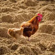 哪些品牌的小鸡饲料在质量方面更优秀价格是否也更高?