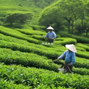 如何正确地施肥和灌溉油茶?