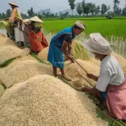 大米的价格是受哪些因素的影响?