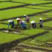 在当前情况下我们应该如何调整大米生产策略以适应市场变化的需求?