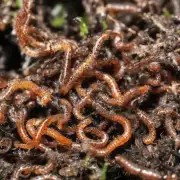 土元虫的养殖需要特殊的环境吗? 如果要保持土壤健康请使用什么肥料来补充营养?