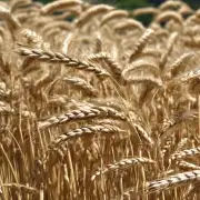 为什么小麦麸皮是制作绵羊毛草的重要成分之一?