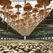 如何在山东省进行香菇栽培以达到最佳效果?