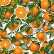 怎么预防橘子病害?